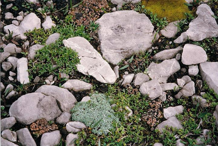 br99_totalp_15.jpg - Beautiful mosses of a multitude of different varieties between and sometimes on the rocks.