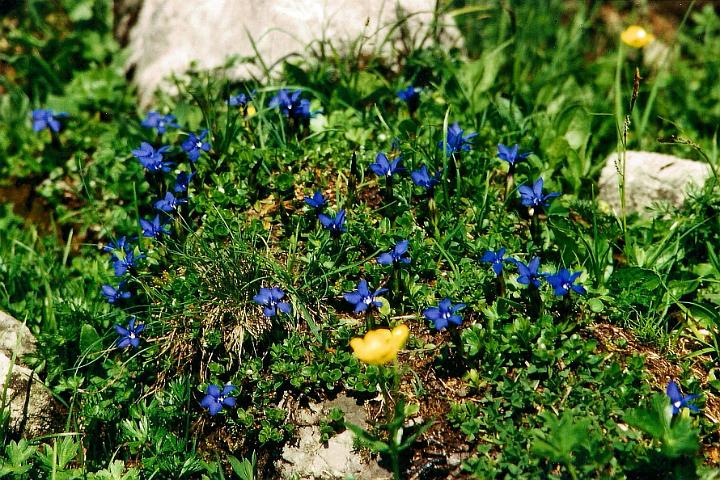 br95_luenersee_03.jpg - Probably Schnee-Enzian, gentiana nivalis.