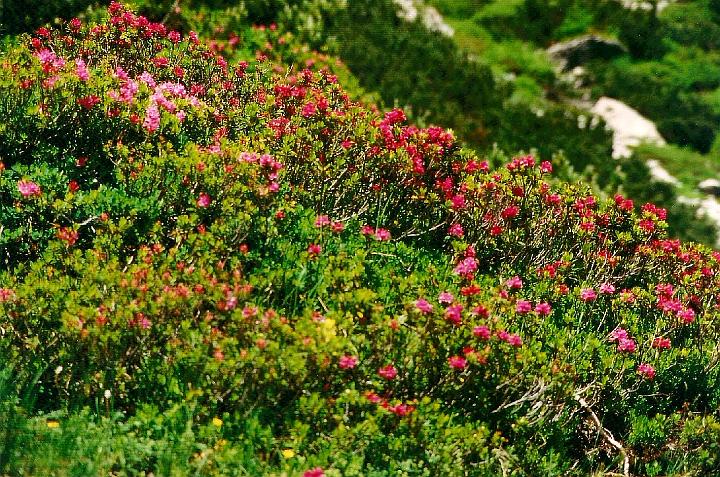 br95_luenersee_05.jpg - Alpenrosen, as we called them even though the correct name seems to be Rostroter Almrausch,  Alm meaning the same thing as Alpe, a high-level mountain site where they take the cattle in the summer.