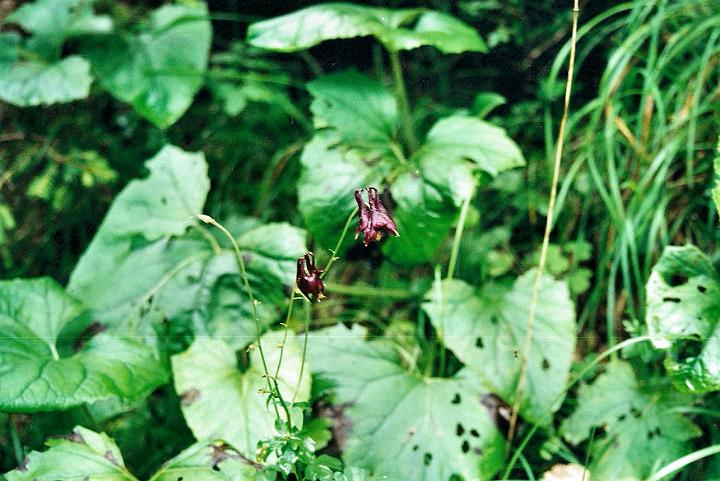 br00_gruenerwald_2.jpg - The wonderful dark purple Akelei or columbine, in the woods behind Haus Kella-Egg, our home in Brand, with the Familie Königer. These columbines always grow in the shade and so are difficult to take good pictures of.