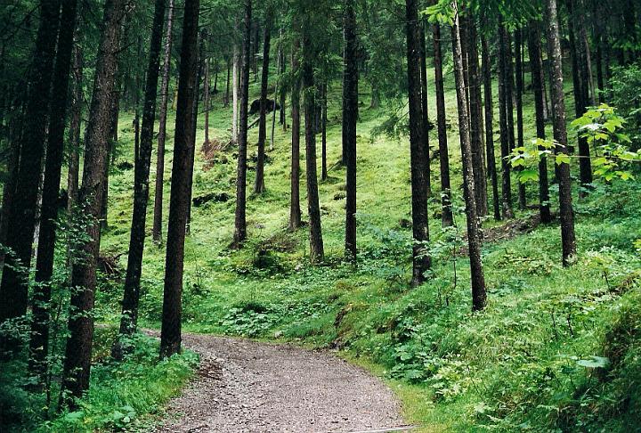 br00_gruenerwald_3.jpg - Grünerwaldweg right behind Haus Kella-Egg. Lots of Akelei and buttercups and orchids (Knabenkraut or Kuckucksblume).