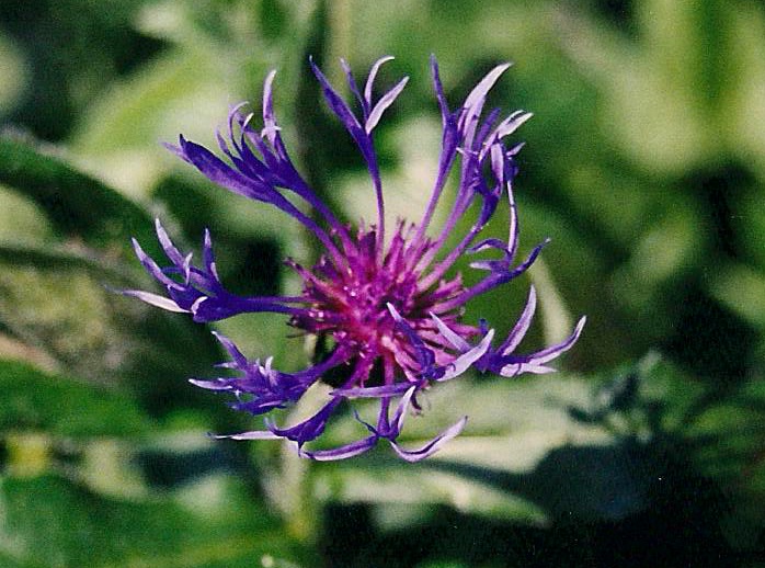 br00_schatten_5c.jpg - Blue Flockenblume, related to the ordinary cornflowers, but so much more delicate. Always to be found on the way to Schattenlagant.