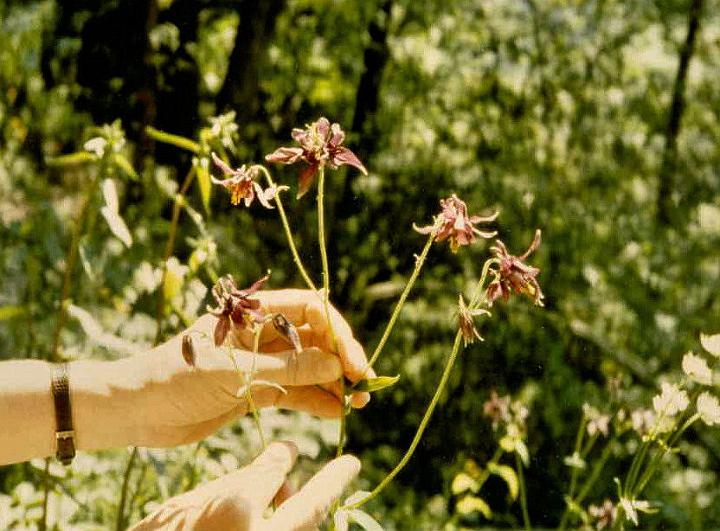 br80_akelei_cr_a.jpg - Siv is holding a bunch of Akelei (columbines) to get them out of the shade where they usually live.