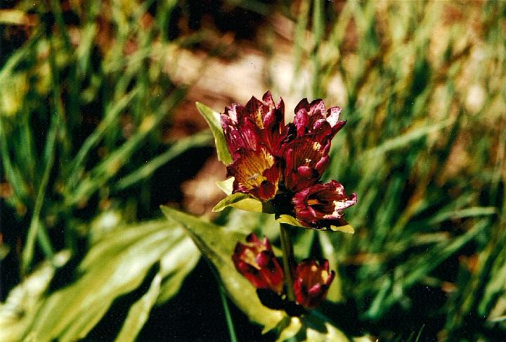 br93_breiterspitz_03.jpg - Splendid Purpur-Enzian, the most gorgeous of all gentians we've seen and actually the most memorable thing from this walk to Breiterspitz from the Montafon valley, east of Brandnertal.
