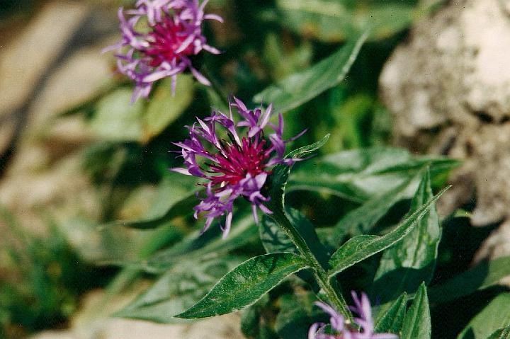 br95_blume_05.jpg - More Flockenblumen. These are more red than blue.