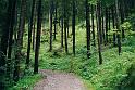 br00_gruenerwald_3