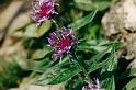 br95_blume_05