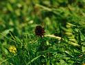 br95_blume_07_cr