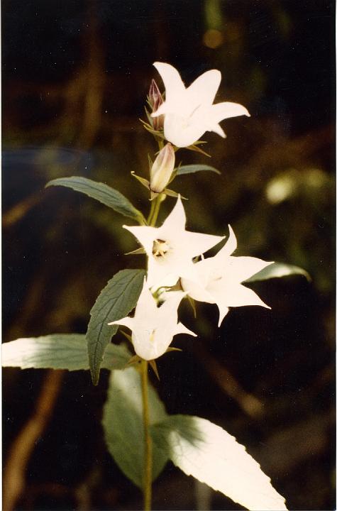 br81_sarotla_whitebell.jpg - The bottom of the Sarotlatal is the only place where we have ever seen white 'bluebells'. They are there every year, in the same place of course, and they are mysteriously beautiful and huge. A freak of nature?