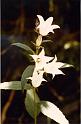 br81_sarotla_whitebell