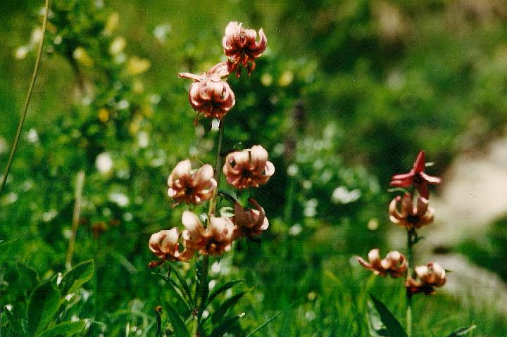 br95_saulajoch_04.jpg - Türkenbund-Lilie, also a very special event whenever we came across these beautiful wild lilies. The British call them Martagon lilies.