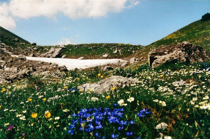 br95_saulajoch_08_a.jpg - Blue  blue gentians among Silberwurz in the foreground, seen against the end of the valley.