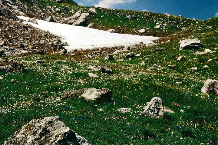 br95_saulajoch_09.jpg - Barely visible, but thousands of Silberwurz cover large areas of the Joch.