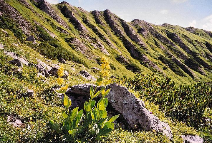 br99_saulajoch_05.jpg - Gelber Enzian (yellow Gentians) on our way to Lünerkrinne.