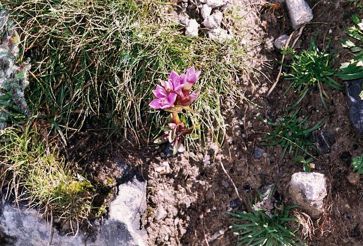 br99_saulajoch_06.jpg - Gentianelle campestris (Feld-Kleinenzian). Could be what the British call German gentian. We see lots of those on this walk.