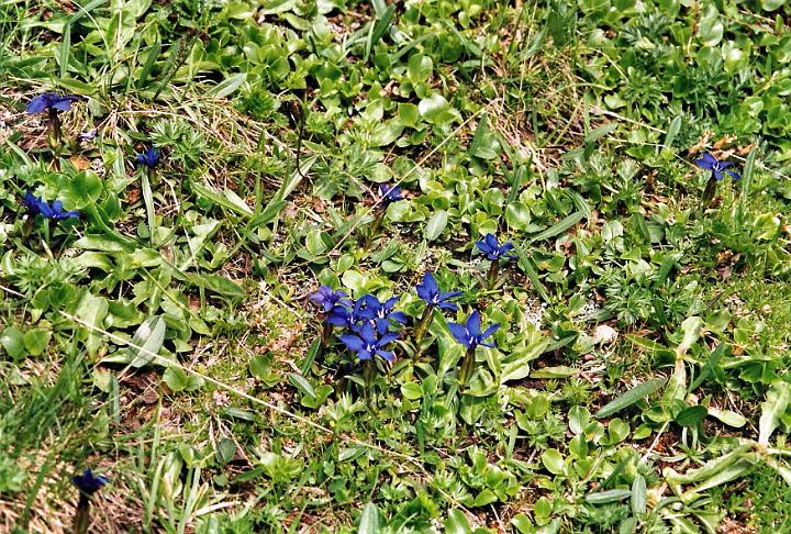 br99_saulajoch_16.jpg - Blue gentians (Kleinenzian), probably Schnee-Enzian.
