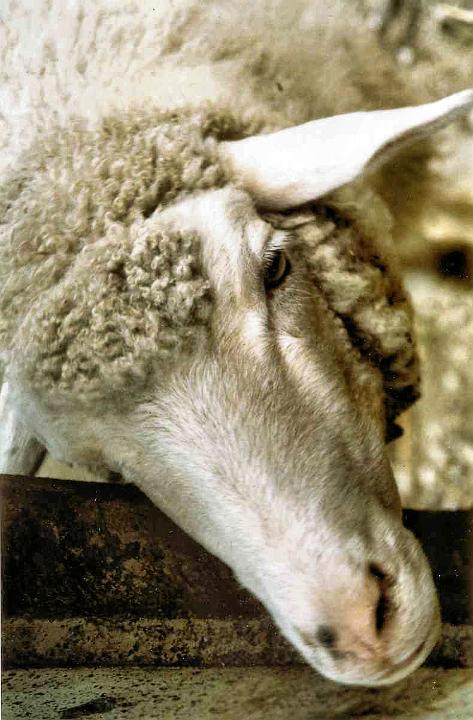 BR91_obere_sonne_sheep_a.jpg - A very friendly sheep leaning over the fence, asking for a handout. I believe we gave him one. We were having our lunch down by the edge of the dropoff in 1991 and the sheep came down to us to be petted and talked to.