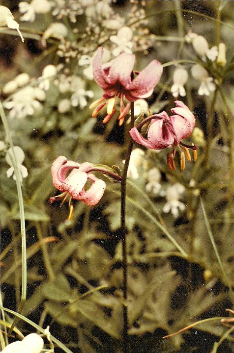 br84_obersonn_lily_01_b.jpg - Here is one of the gorgeous Türkenbund that we see on this walk.
