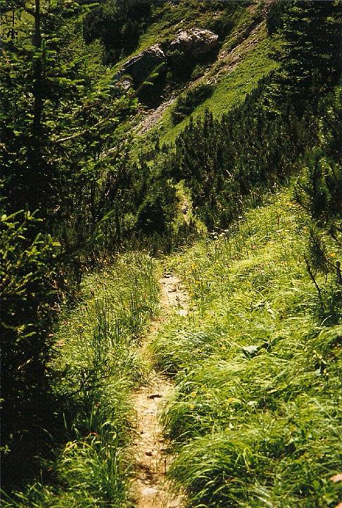br96_obersonlag_2.jpg - Lovely path through the forest. It's a very pleasant walk, but pretty tiring, through fields and forest and rocky areas, sometimes pretty steep.
