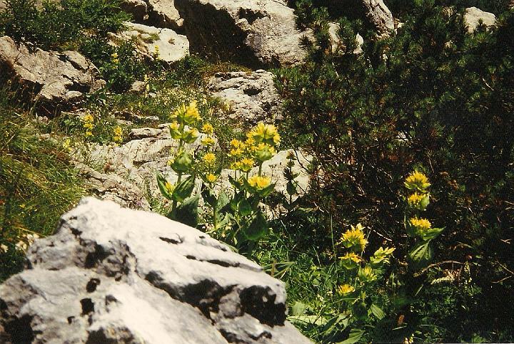 br96_obersonlag_4.jpg - Gelber Enzian - yellow gentians - always wonderful to see.