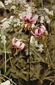 br84_obersonn_lily_01_b