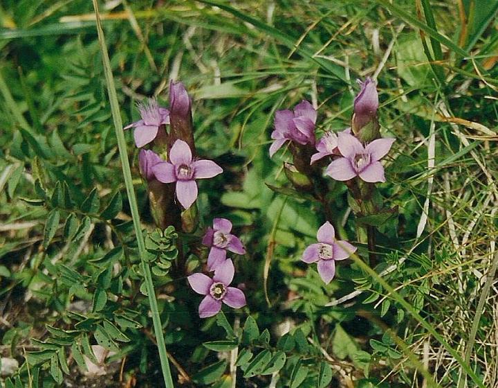 br00_sudschafgfl_2c.jpg - Pink gentians which abound on this walk and in the Saulajoch. This one is Feld-Kleinenzian or Field Gentian. It often surprises us by having five petals, but four is the norm.