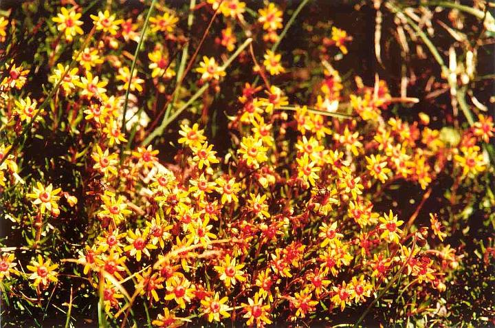 br93_sudschafgfl_4_b.jpg - Some form of moss flowers (Fettkraut?) that cover wide areas in rocky regions.