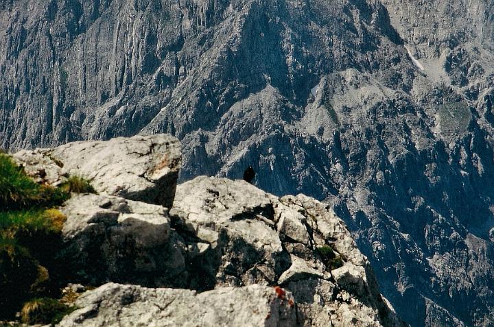 br95_sudschaffgafall_04.jpg - A big black bird (a crow wondering what the big deal is?) on the rock (in the middle of the picture) and Seekopf on the other side of Douglashütte and the cable car - or the wonderfully fun Bösertritt climb if you feel up to it.