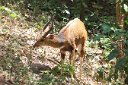 Antilopes
