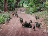 Monkeys