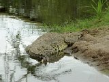Reptiles