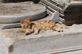 tk11_052210501_j