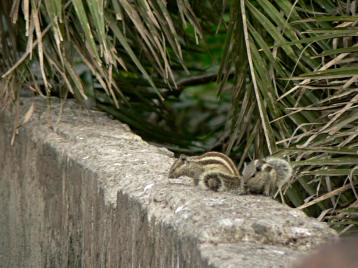 Chipmunk
