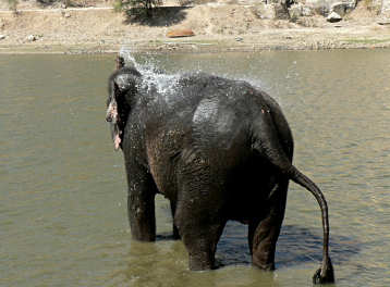 Elephant bathing