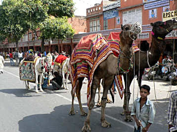 Festival animals