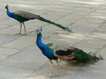 Peacocks