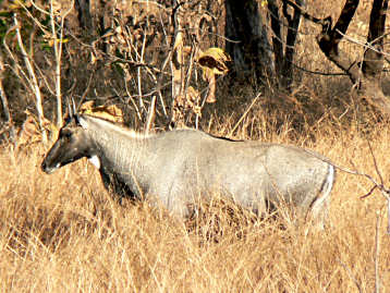 Animal