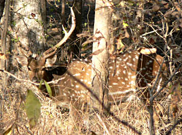 Deer