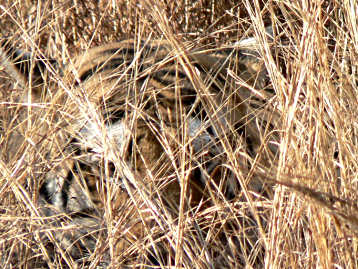 The tiger