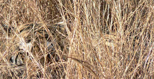 Where is the tiger?