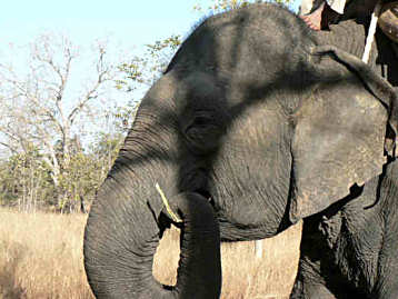 Elephant