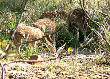 Several deer