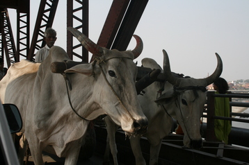 Bridge over the Yamuna