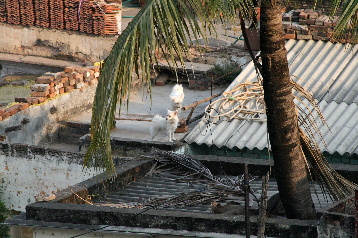 Dogs on roof