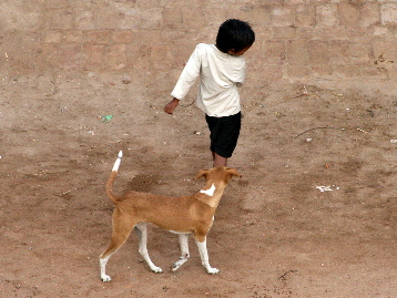 Dog play