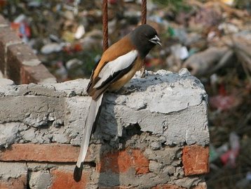 Bird