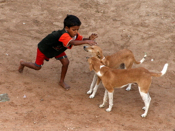 Dog play