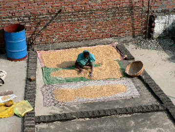 Spreading grain