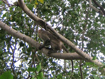 Monkey