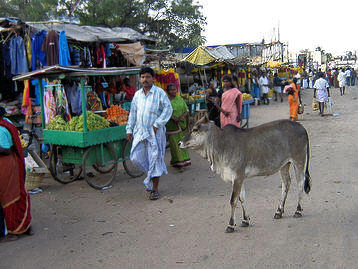 Cow